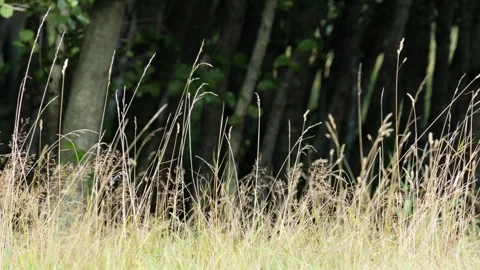 Tall dry grass swaying in the wind 库存影片 343862837