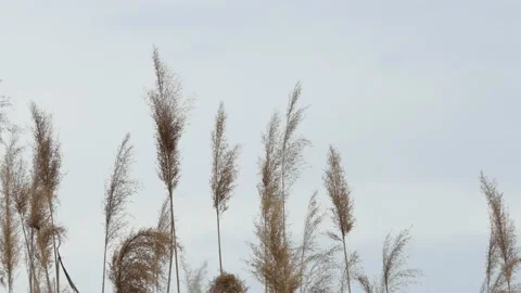 Tall dry grass sways in the wind. Reed Phragmites australis against the sky Stock Footage 193578754