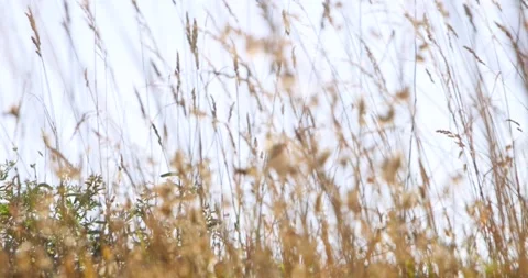 Tall dry plants swaying to wind low angle view. Video stock 282910941