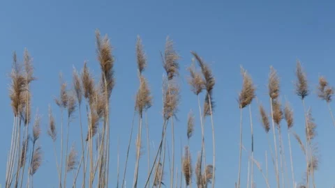 Tall dry reeds blowing in the wind against clear blue sky Stock Footage 343539844