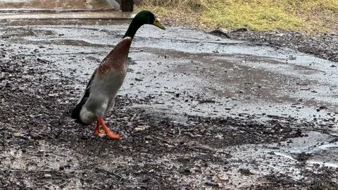 Tall Duck Stock Photos