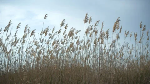 Tall ears of corn against the sky Video stock 273186912