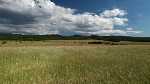 The tall ears of corn in the field are swaying in waves in the wind against the Stock Footage 256308552