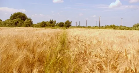 Tall ears of wheat on a field the sun is at its zenith Stock Footage 133787680