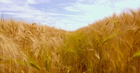 Tall ears of wheat on a field the sun is at its zenith Video stock 133788034