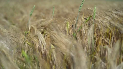 Tall ears of wheat on a field at sunset in summer in calm weather. A bouquet of Stock Footage 175244300