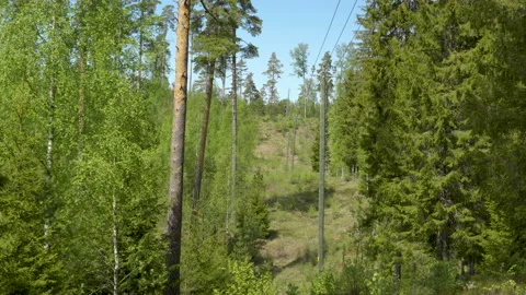 The tall electric post on the middle of the forest Stock Footage 138587120