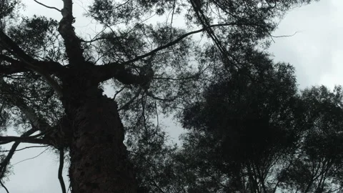 Tall Eucalyptus Gum Tree Tops Sway in Breeze Stock Footage 234718324