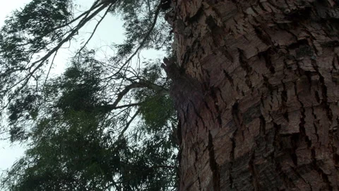 Tall Eucalyptus Gum Tree Tops Sway in Breeze Stock-Footage 234718334