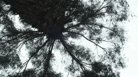 Tall Eucalyptus Gum Tree Tops Sway in Breeze Stock Footage 234718397