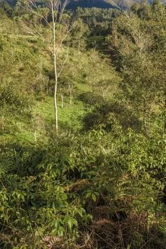 A tall eucalyptus tree stands out in the middle of the forest Foto stock
