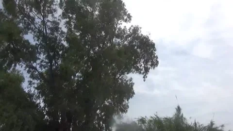 A tall eucalyptus tree sways in a strong wind Stock Footage 311528600