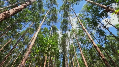Tall eucalyptus tree trunks to the green canopy Stock Footage 337791808