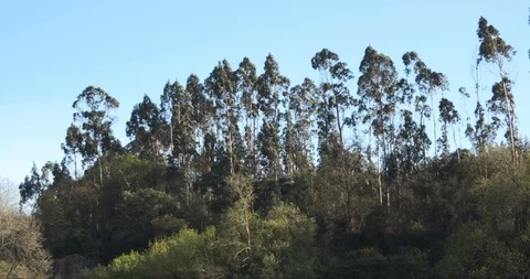 Tall eucalyptus trees blowing in the breeze against blue sky in spring Video stock 127135055