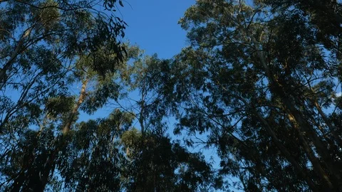 Tall Eucalyptus trees in the forest, swaying in the wind. Pan down. Stock Footage 106738435