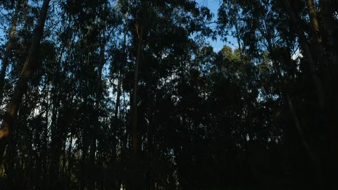 Tall Eucalyptus trees in the forest, swaying in the wind. Pan up. Stock Footage 106740402
