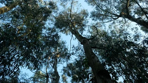 Tall Eucalyptus trees in the forest, swaying in the wind. Rotating shot. Stock Footage 106740499