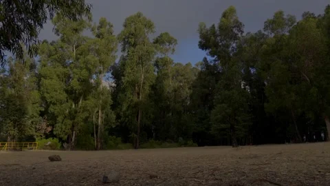 Tall eucalyptus trees in Pairumani park at Cochabamba Stock Footage 340148969