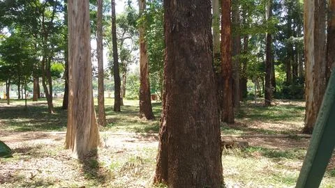 Tall eucalyptus trees standing in a lush green public park area Stock Photos