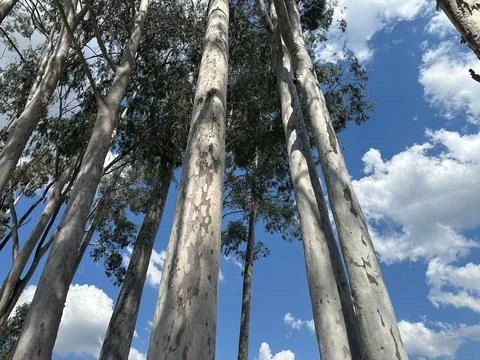 Tall eucalyptus under a blue sky Stock Photos
