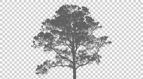 Tall evergreen pine tree with dense foliage on transparent background 库存插图
