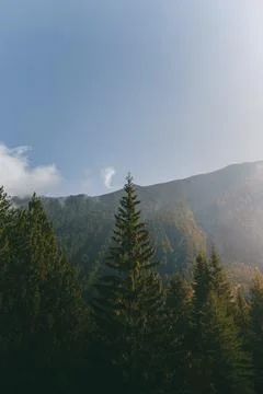 Tall evergreen pine tree. 스톡 사진