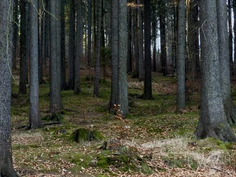 Tall evergreen pine trees stand in a dense forest during late autumn with Stock Photos