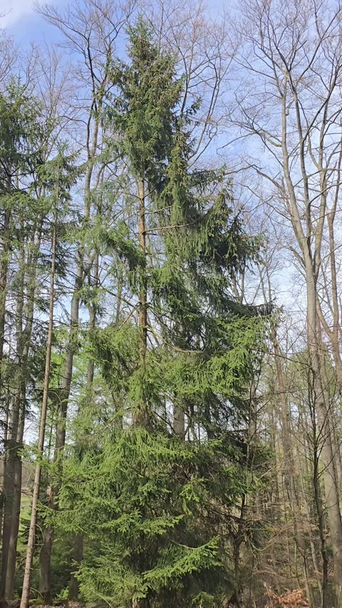 Tall evergreen spruce tree in spring forest Stock Footage 346504769