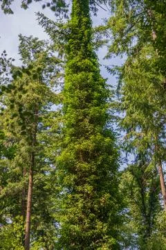 Tall evergreen tree covered in dense green ivy in Deer Park Forest woodland Fotos Stock