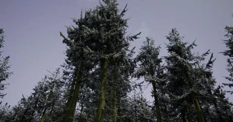 Tall evergreen trees reaching towards the cloudy sky in a forest setting Stock Illustration