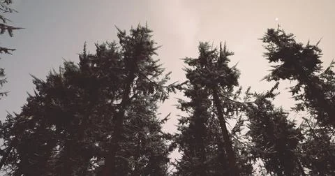 Tall evergreen trees reaching towards a hazy sky in a serene forest Stock Illustration