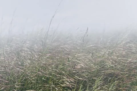 Tall field grass Stock Photos