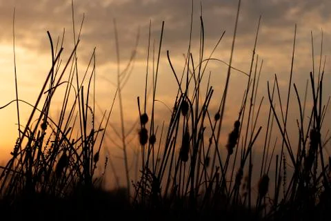 Tall field grass in the rays of the setting sun Stock Photos