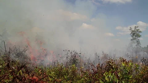 Tall Flames during Land Clearing with Fire, Indonesia Stock Footage 142775461