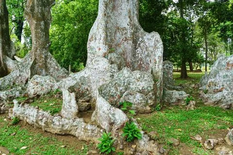 Tall flat roots of a tropical tree Stock Photos