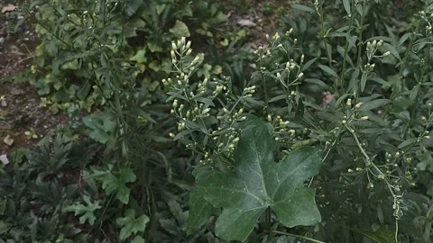 Tall Fleabane, Cinematic Look Stock Footage 281419078