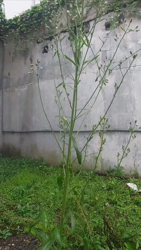 Tall Fleabane, Getting Taller Stock Footage 299915305