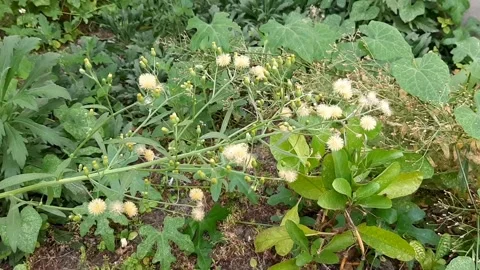 Tall Fleabane, Horizontal Position Video stock 281161059