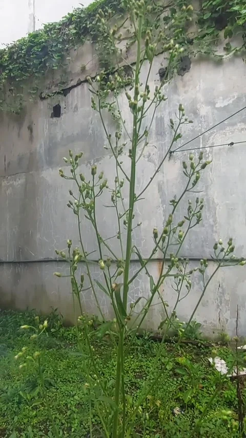 Tall Fleabane, Misty Environment Video stock 299915463