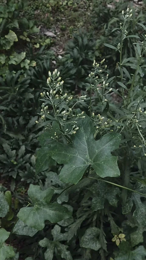Tall Fleabane, Vertical Cinematic Stock Footage 281419056