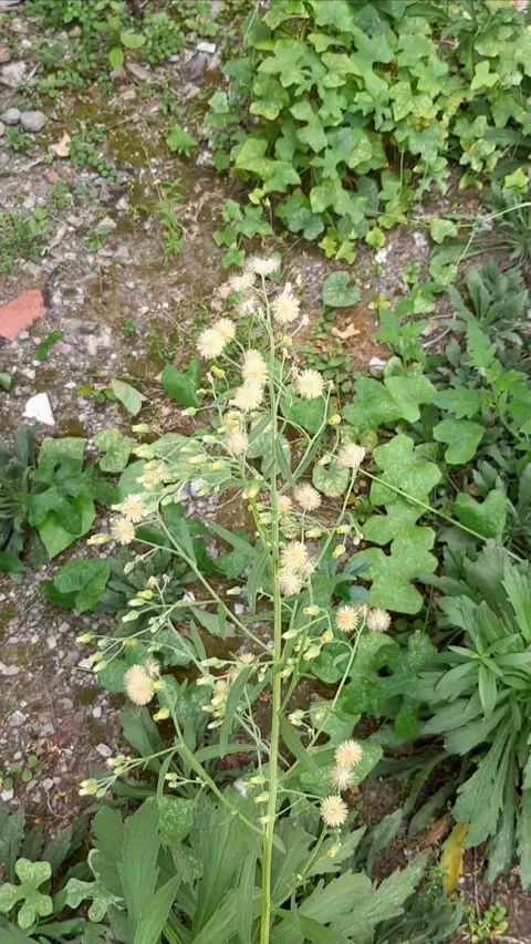 Tall fleabane, Vertical 스톡 동영상 281161062