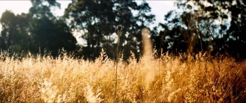 Tall Flower in Grass Field Video stock 154777852