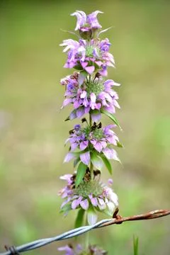 Tall flower Stock Photos