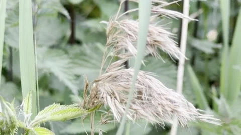 Tall fluffy grass seed head moving detail Video stock 334759967