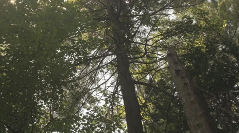 Tall Forest Tree Pan Light Flare Slider Pan Summer Stockbeeldmateriaal 65709966