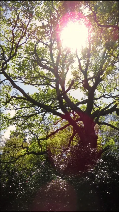 Tall Forest Tree with Sunlight Beaming Through Green Leaves 4K Vertical Video 스톡 동영상 332308802