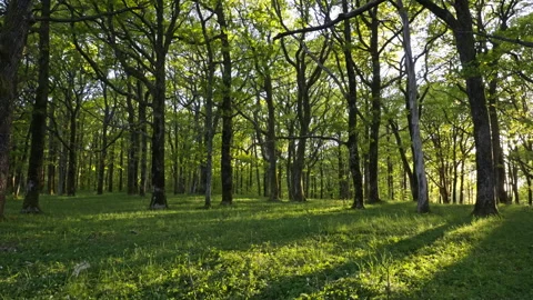 Tall Forest Trees in Backlight with Strong Shadows and Green Ground Stock Footage 310521436