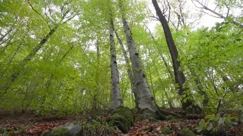 Tall Forest Trees From Below Stockbeeldmateriaal 336026370