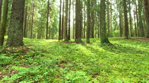 Tall forest trees captured from low angle view Stock Footage 317825484