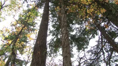 Tall Forest Trees in Fall Video stock 12537639